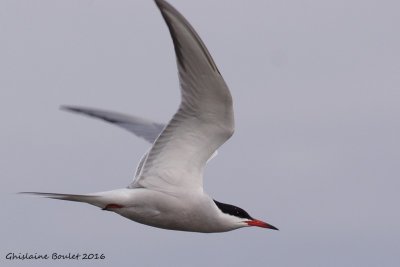 Sterne pierregarrin (Common Tern)