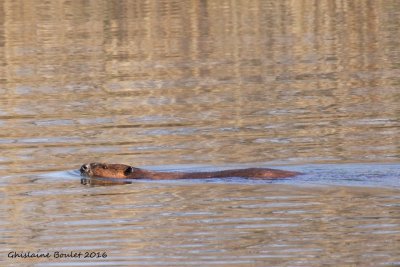 Castor - Beaver