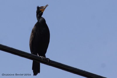 Cormoran  aigrettes (Double-crested Cormorant)