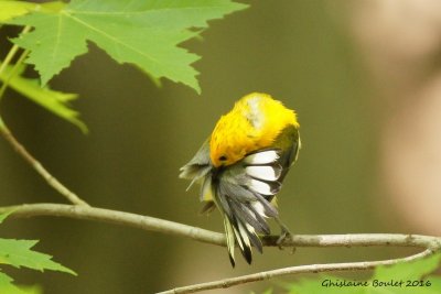 Paruline orange (Prothonotary Warbler)