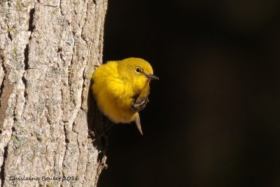 Paruline des pins (Pine Warbler)