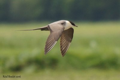 Labbe  longue queue (Long-tailed Jaeger)