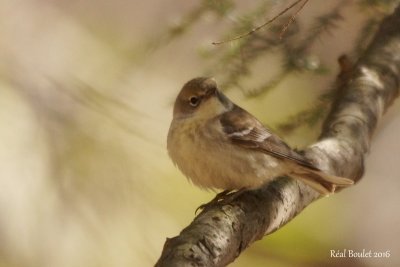 Paruline des pins (Pine Warbler)