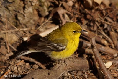 Paruline des pins (Pine Warbler)