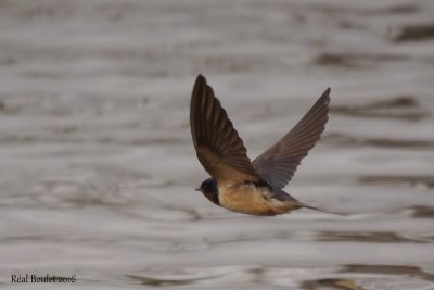 Hirondelle rustique (Barn Swallow)