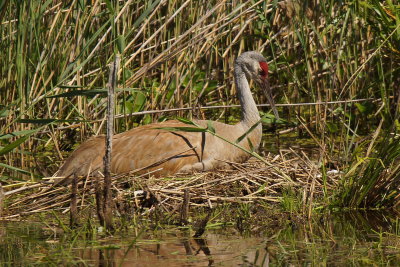 Grue du canada (Sandhill Crane)