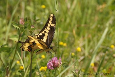 Grand Porte-Queue - Papilio cresphontes