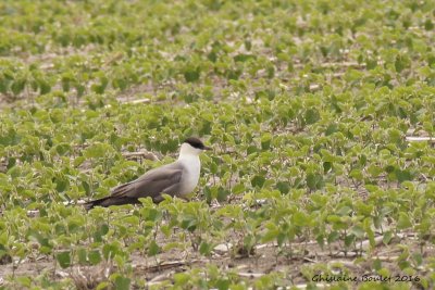 Labbe  longue queue (Long-tailed Jaeger)