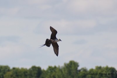 Labbe  longue queue (Long-tailed Jaeger)