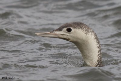 Plongeon catmarin (Red-throated Loon)