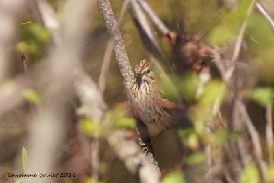 Bruant de Lincoln (Lincoln's Sparrow)