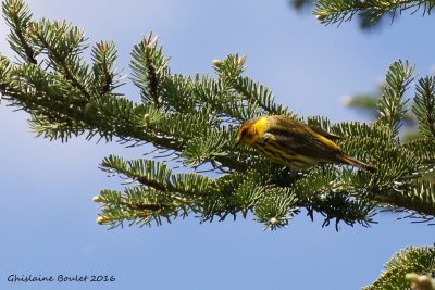 Paruline tigre (Cape May Warbler) 