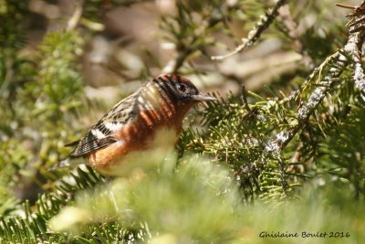 Paruline  poitrine baie (Bay-breasted Warbler)