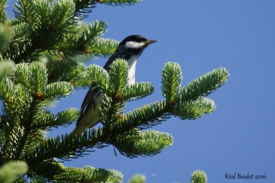 Paruline raye (Blackpoll Warbler)