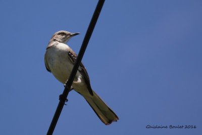Moqueur polyglotte (Northern Mockingbird)