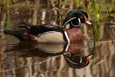 Canard branchu (Wood Duck) 