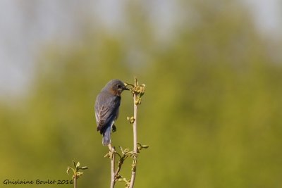 Merlebleu de l'Est (Eastern Bluebird)