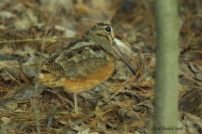 Bcasse d'Amrique (Americam Woodcock)