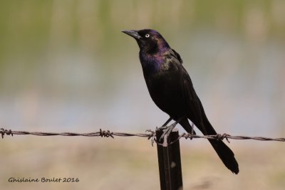 Quiscale bronz (Common Grackle)