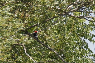 Pic  tte rouge (Red-headed Woodpecker)