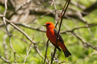 Piranga carlate (Scarlet Tanager)