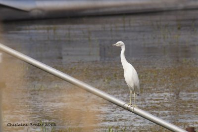 Aigrette bleue (Little Blue Heron) 5/5