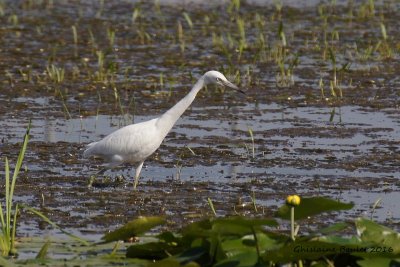 Aigrette bleue (Little Blue Heron) 4/5