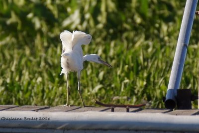 Aigrette bleue (Little Blue Heron) 2/5