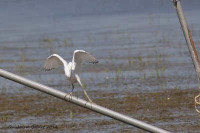 Aigrette bleue (Little Blue Heron) 1/5