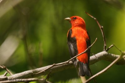 Piranga carlate (Scarlet Tanager)