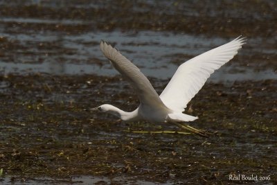 Aigrette bleue (Little Blue Heron)