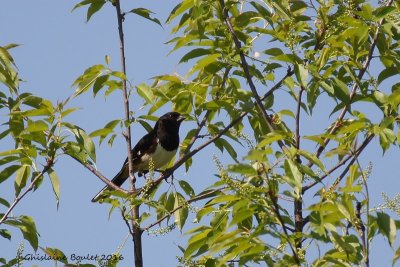 Tohi  flancs roux (Rufous-sided Towhee) 