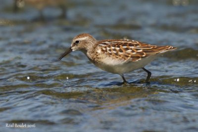 Bécasseau minuscule (Least Sandpiper)