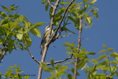 Paruline de Brewster (Brewster's Warbler)