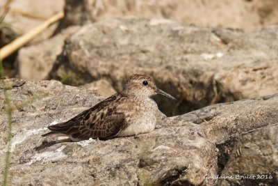 Bécasseau minuscule (Least Sandpiper)