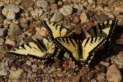 Papillon tigr du Canada 