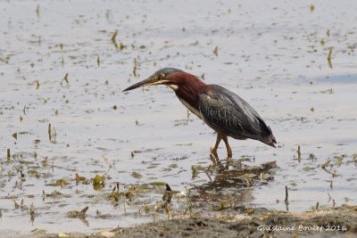 Héron vert (Green-backed Heron)