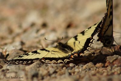 Papillon tigr du Canada 