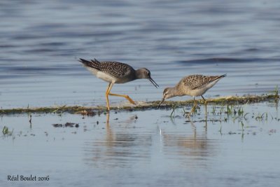 Bécasseau à échasses (Stilt Sandpiper )