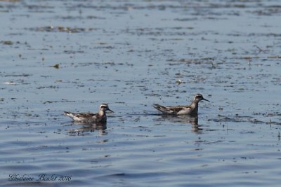 Phalarope à bec étroit (Red-necked Phalarope)