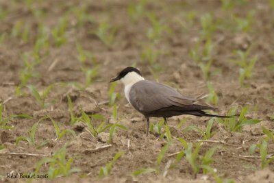 Labbe  longue queue (Long-tailed Jaeger)