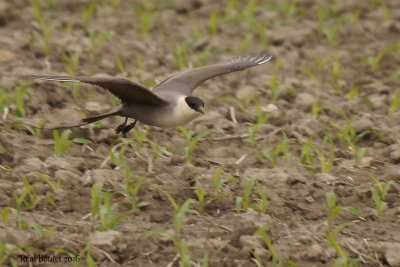 Labbe  longue queue (Long-tailed Jaeger)