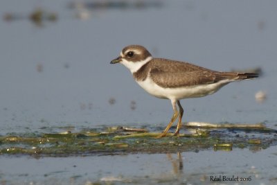 Pluvier semipalm (Semipalmated Plover)