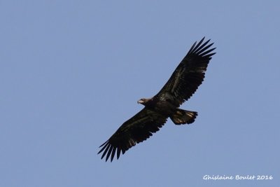 Pygargue  tte blanche (Bald Eagle)