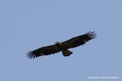 Pygargue  tte blanche (Bald Eagle)