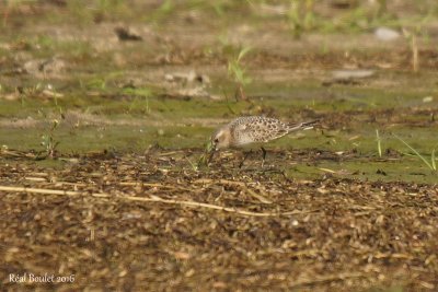 Bécasseau de Baird (Baird's Sandpiper)