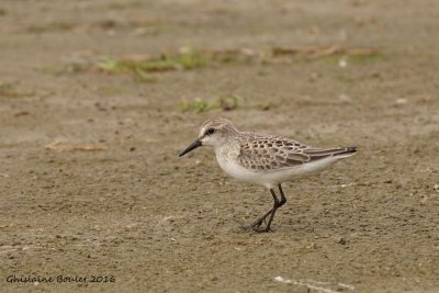 Bcasseau semipalm (Semipalmated Sandpiper) 