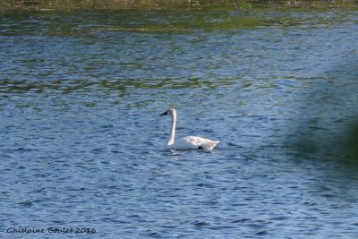 Cygne siffleur (Whistling Swan)