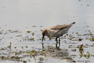 Bcasseau  croupion blanc (White-rumped Sandpiper)