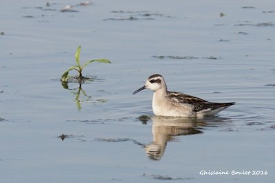 Phalarope  bec troit (Red-necked Phalarope)